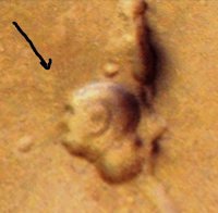 Otra cara de perfil en la región marciana de Cydonia
