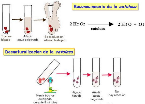 Reconocimiento y desnaturalización de la catalasa