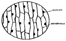 Células de la epidermis de la cebolla
