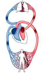 Circulación sanguínea. Circulación sistémica y pulmonar