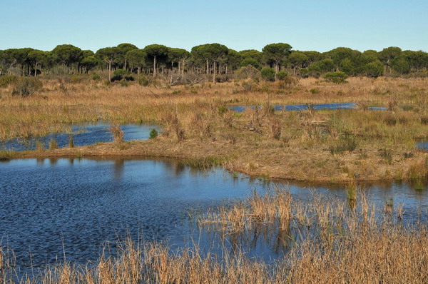 Parque Nacional de Doñana