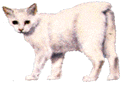 Gato Manx (con una mutración dominante)
