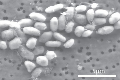 Bacteria del grupo Halomonas, capaz de vivir del arsénico