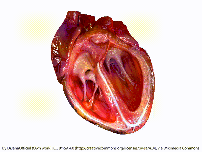 Anatomía de los latidos cardíacos