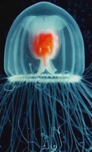 Turritopsis nutricula, ¿medusa inmortal?