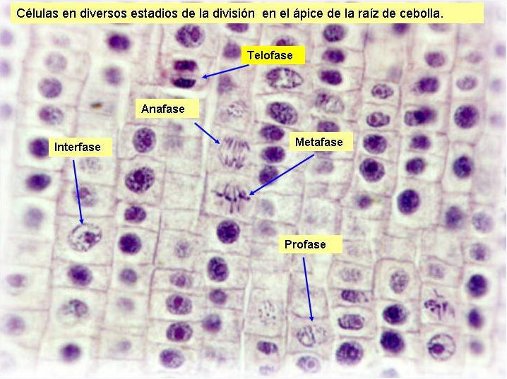 Resultado de imagen de practica observación mitosis en células 4º eso