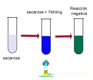 Reacción negativa de la sacarosa