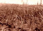 Árboles derribados en Tunguska